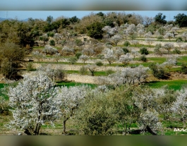 Comarca de les Garrigues. Font: web La Font del Biscarri  Font: 