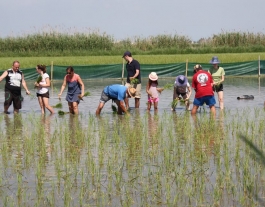 La reserva de Riet Vell, de Seo Bird Life (imatge: rietvell) Font: 