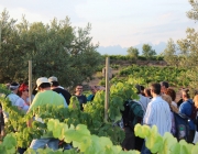 Celler Credo. Passejada a vinyes