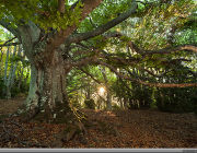 La fageda de Milany és un bosc madur d