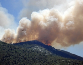 Mantenir un territori foral viu ajuda a rebaixar la intensitat del foc. Font: Llicència CC