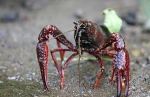 Imatge de la notícia “Invasive Alien Species”: 11 accions de voluntariat contra les espècies invasores