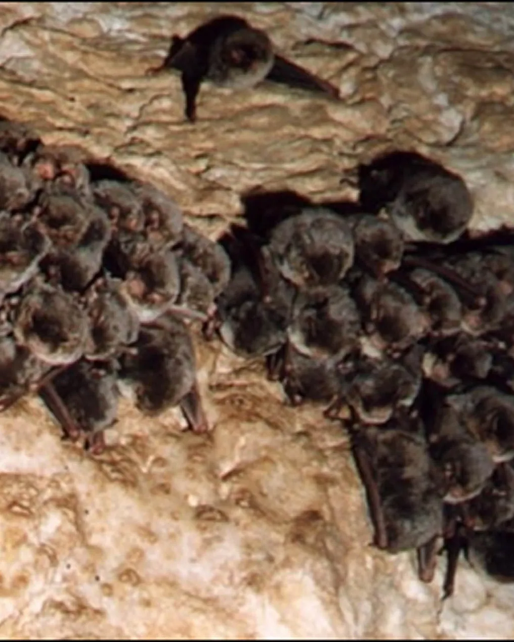 Ratpenats