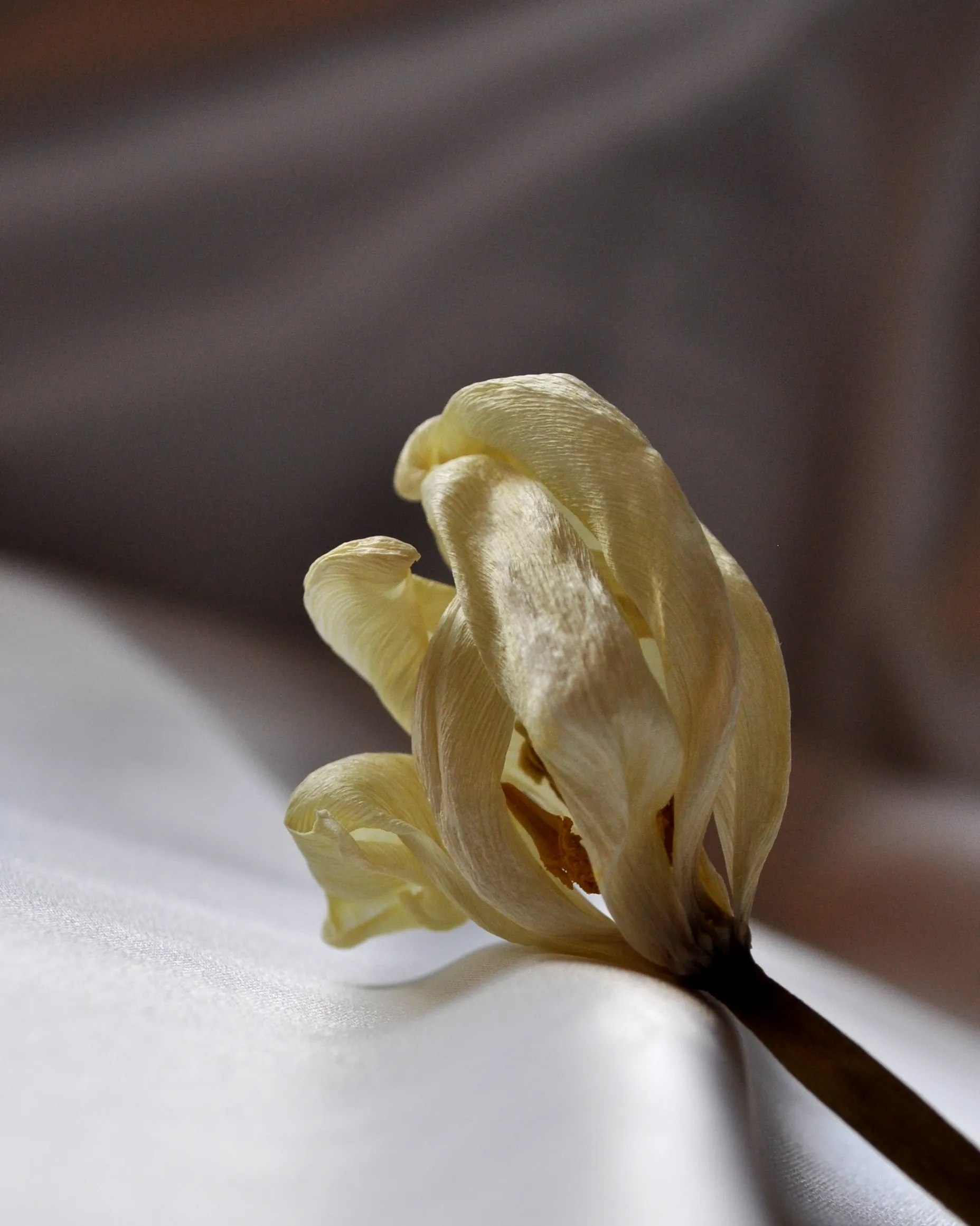 Flor envellida. Font: K. Kendall (Flickr) Flor envellida. Font: K. Kendall (Flickr)