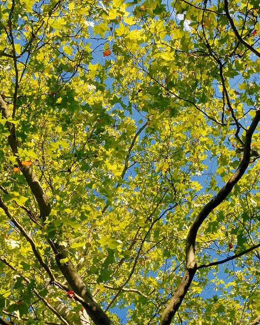 Arbre_ Medi Ambient. Generalitat de Catalunya_Flickr Arbre_ Medi Ambient. Generalitat de Catalunya_Flickr