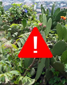 Espècies exòtiques a Collserola (imatge: PN Collserola)