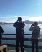 Pots aprendre sobre els ocells del nostre entorn amb Limnos (imatge:Limnos.org)
