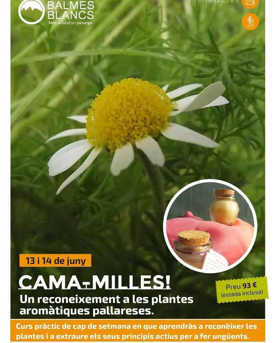 CAMA-MILLES!