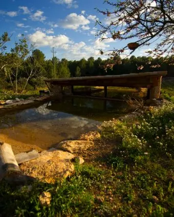 El bosc de Vicent, alzinar en custòdia gestionat pel Gepec (imatge:ElBoscDeVicent)