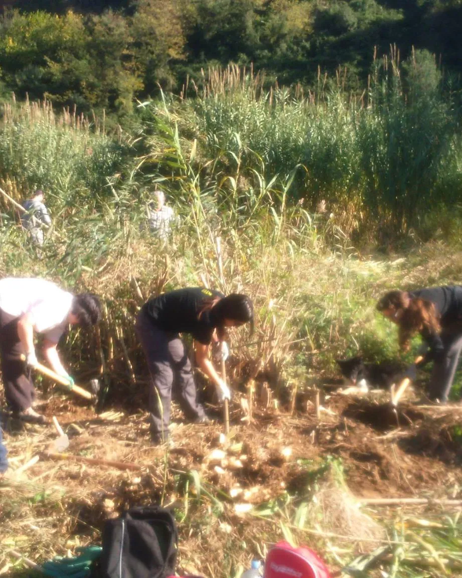 jornada d'extracció de canyes invasores al riu Ripoll, a Sabadell, amb l'Adenc (imatge:adenc.cat)