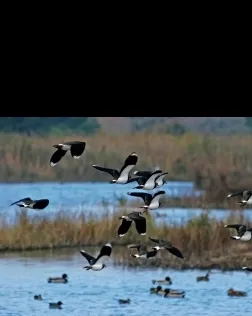 Sisena edició del cens d'aus hivernants al Delta del Llobregat de Depana (imatge:depana.org)
