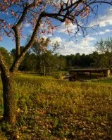 Jornada de voluntariat ambiental al Bosc de Vicenç amb el Gepec (imatge:gepec.cat)