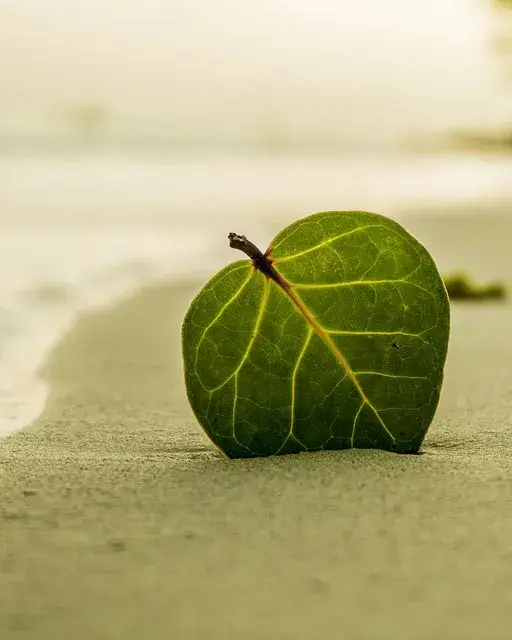 Curs de Mindfullness. Font: Pixabay