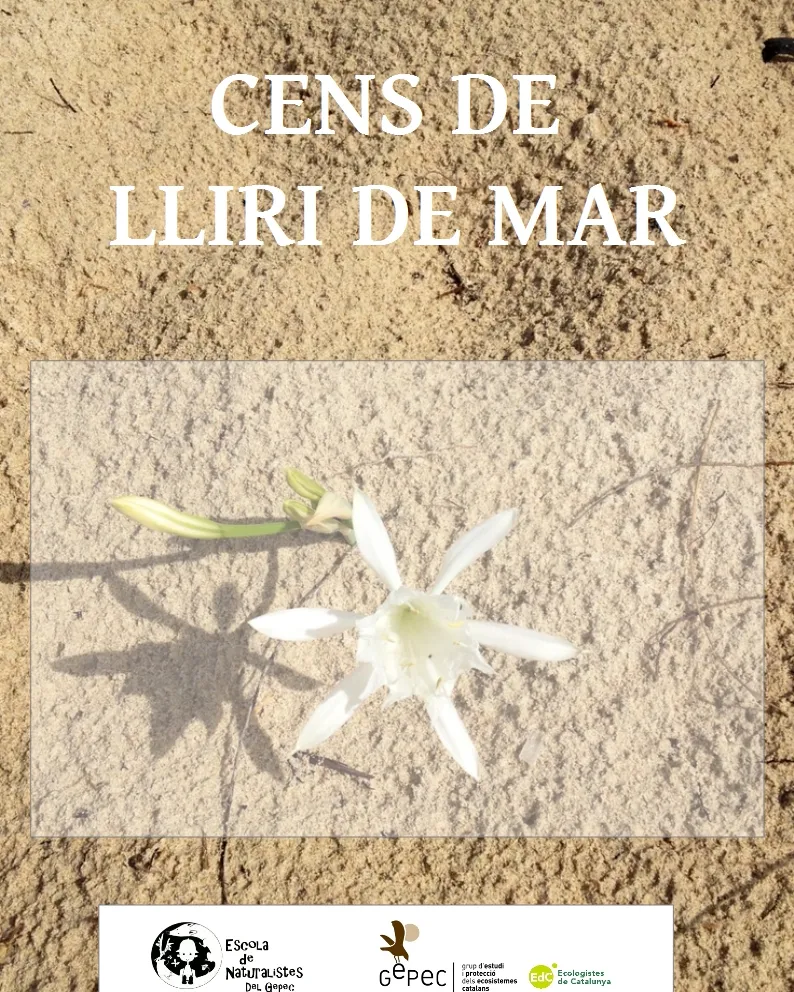 Jornada de voluntariat pel cens de lliri de mar amb el Gepec