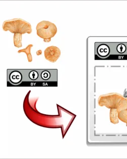  Font: 