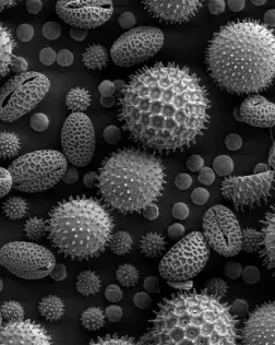 La Palinologia, una ciència desconeguda