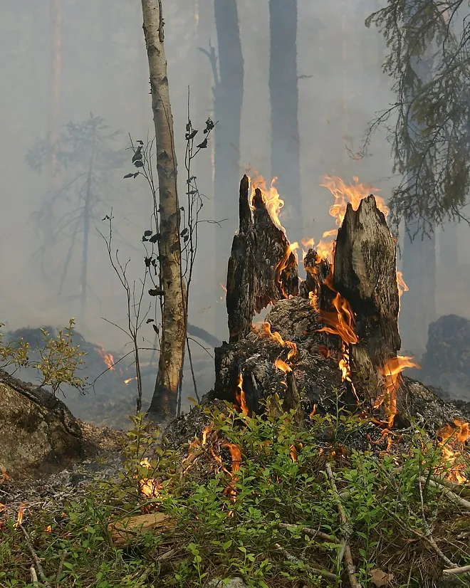 Incendi forestal