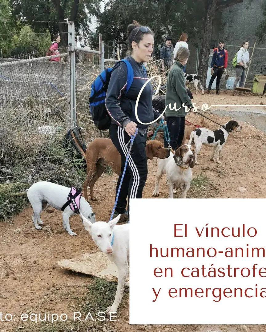 rescat de gossos per part de l'associació RASE, especialitzada en rescat d'animals en emergències
