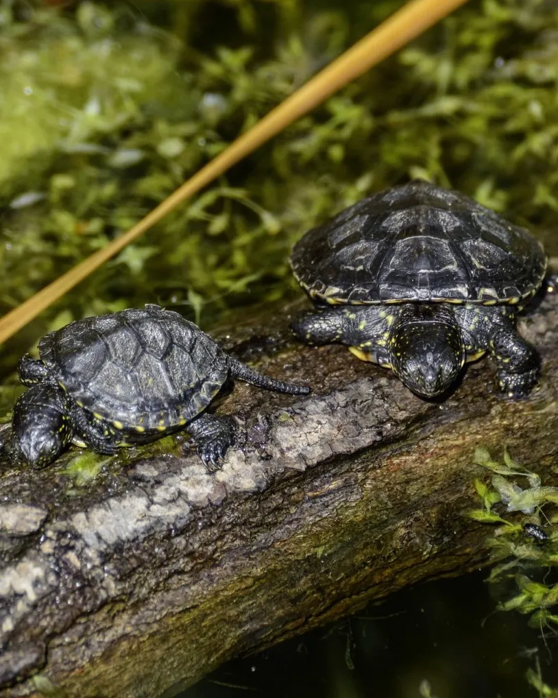 Dues tortugues en el seu hàbitat natural, per representar l'activitat 'Voluntariat i alliberament de tortugues d’estany a Mas Pinell'.