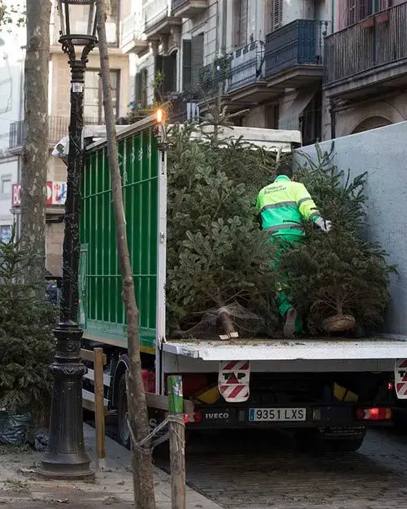 Recollida d'arbres de l'Ajuntament