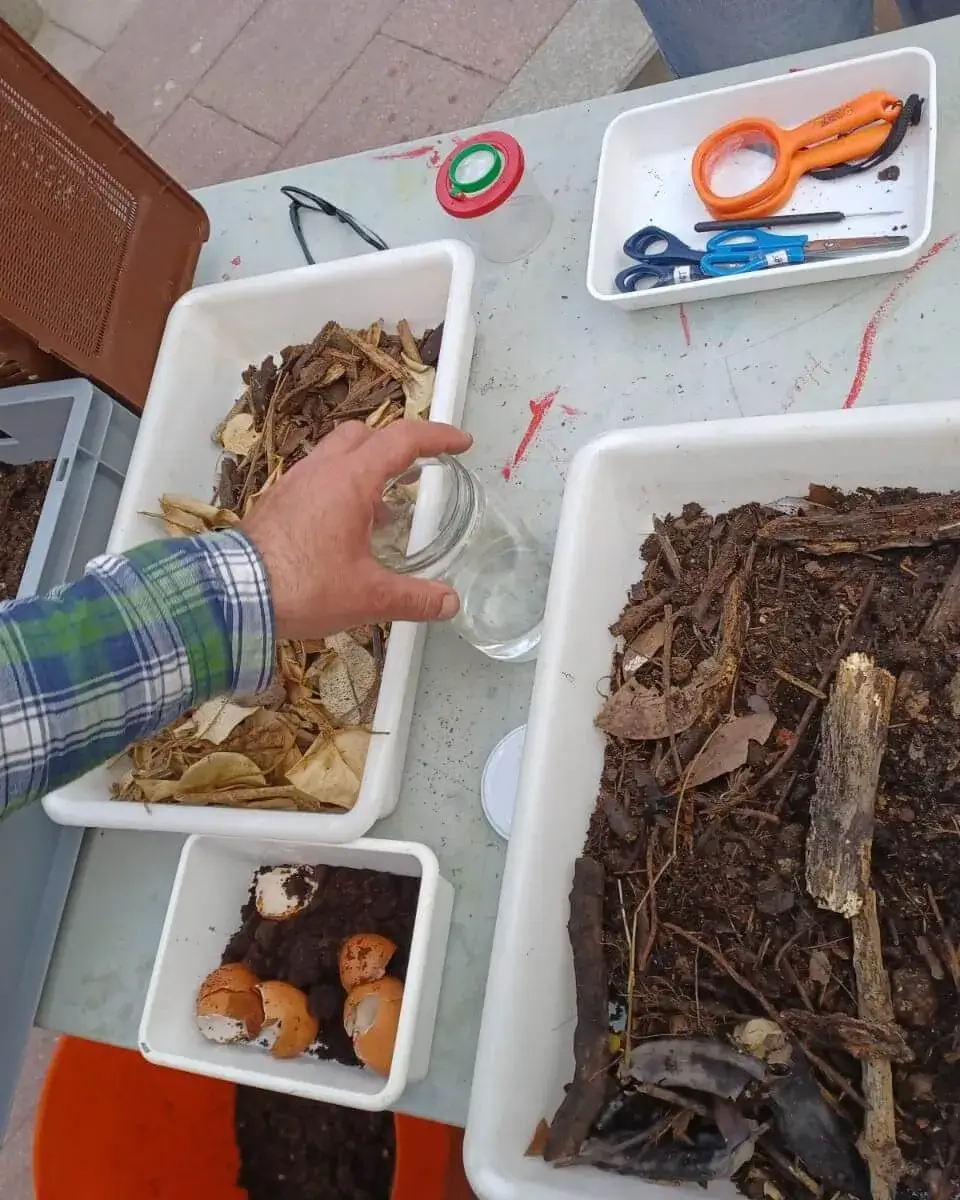 Imatge de mostres de diferents estats de la matèria orgànica en el cicle de compostatge i material d'observació.