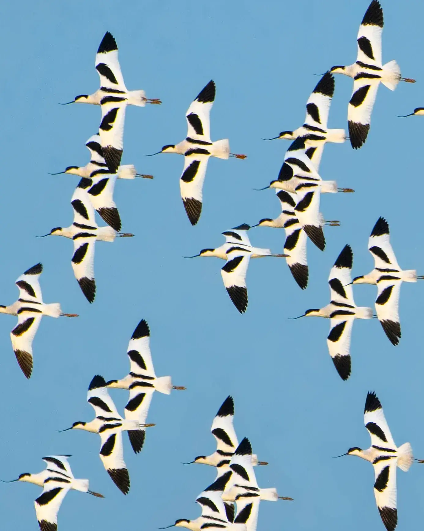 Cartell oficial del Delta Birding Festival.