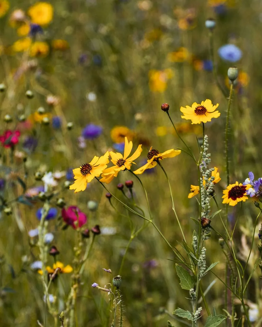 Un camp de flors silvestres