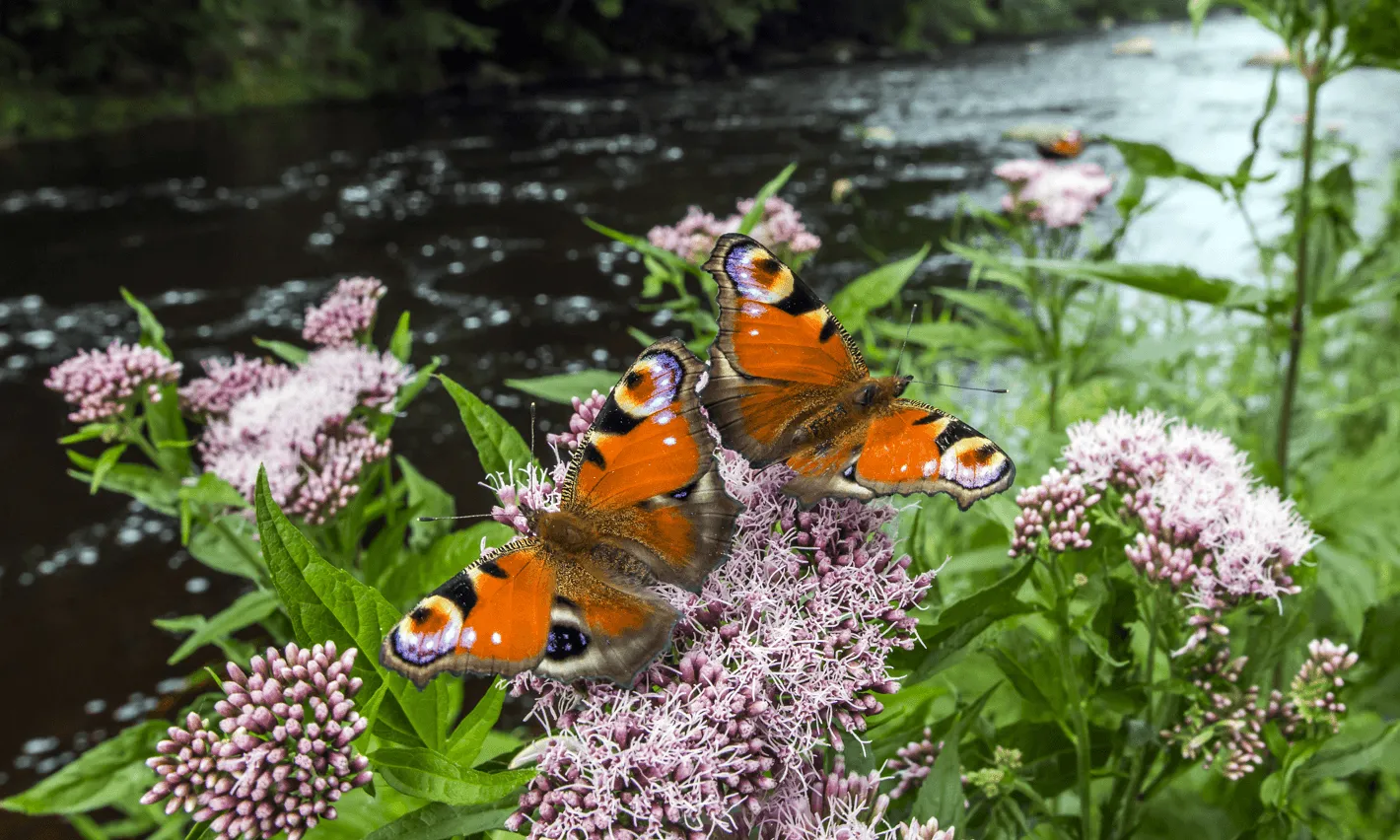 La campanya ‘Hands off nature’ convida la ciutadania a defensar les lleis que protegeixen la natura.