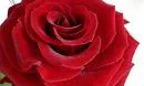 Rosa sant jordi 
