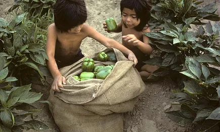 Nens treballant al camp. Font: United Nations Photo (Flickr)