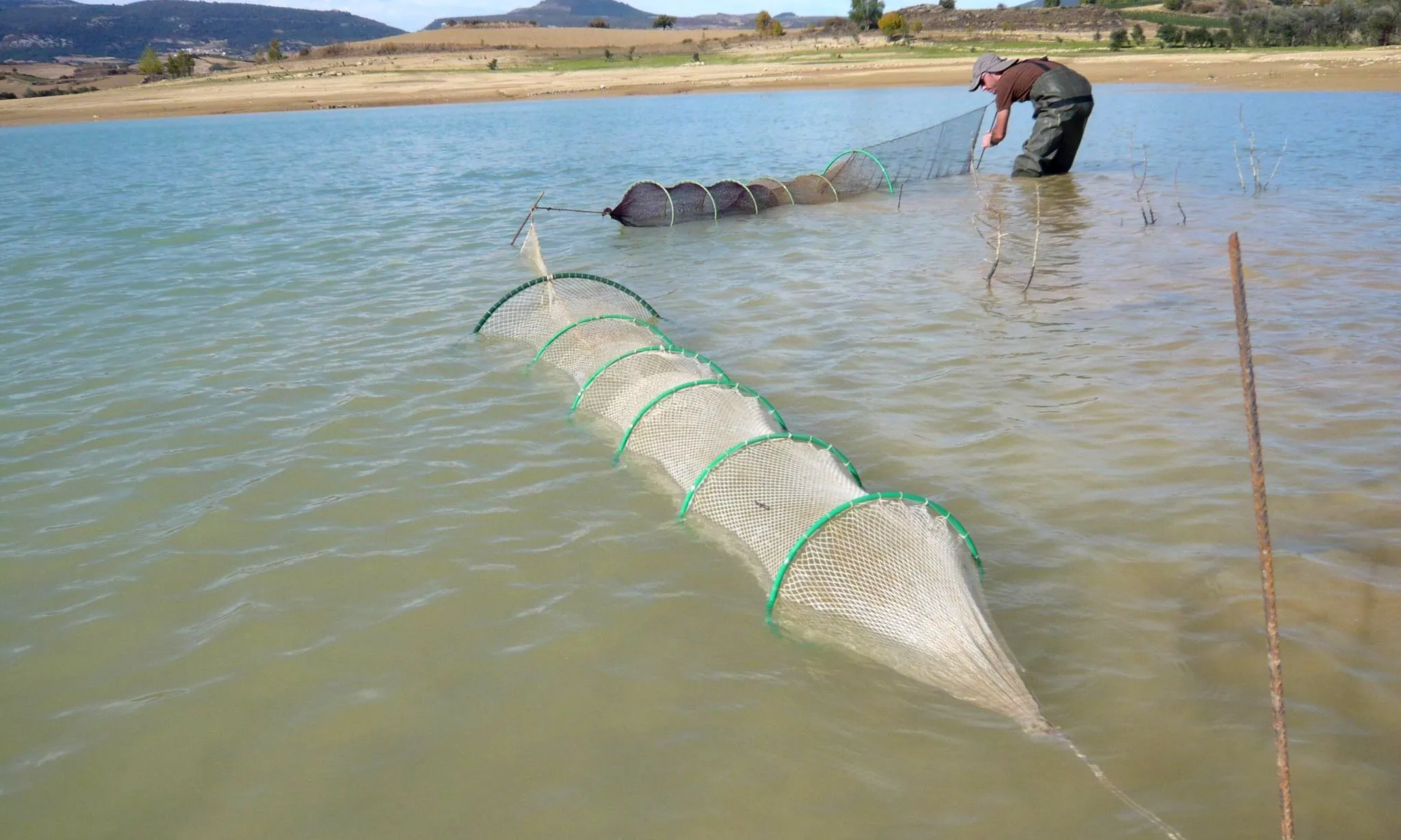 Nanses per estudiar peixos, tortugues d'aigua i amfibis (foto: Sandra Saura)