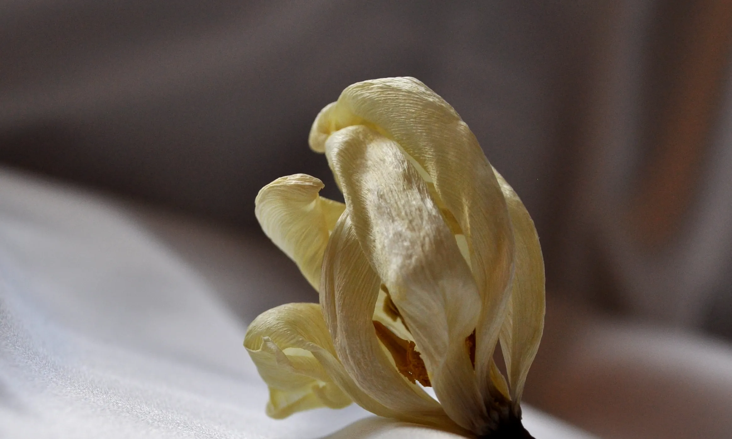 Flor envellida. Font: K. Kendall (Flickr) Flor envellida. Font: K. Kendall (Flickr)