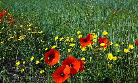 La Primavera als camps de les Gavarres. Font: Jofre Ferrer (Flicker)