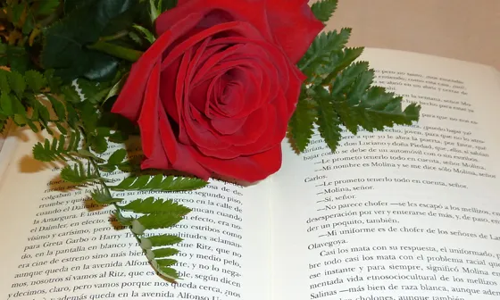 Imatge rosa i llibre