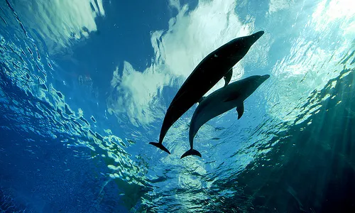 Deep Blue Dolphin Love. Fotografia de l'usuari Flickr LaPrimaDonna