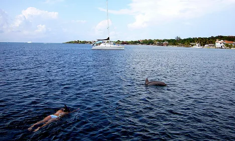 Snorkeling with a dolphin. Foto de l'usuari de Flickr Theodore Scott