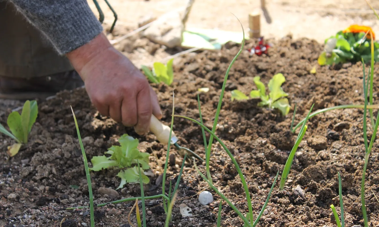 Imatge de l'Hort Urbà