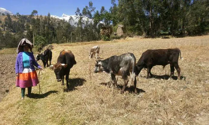 Comunitat d'Huapra, als Andes Peruans (Font: Projecte Huapra)