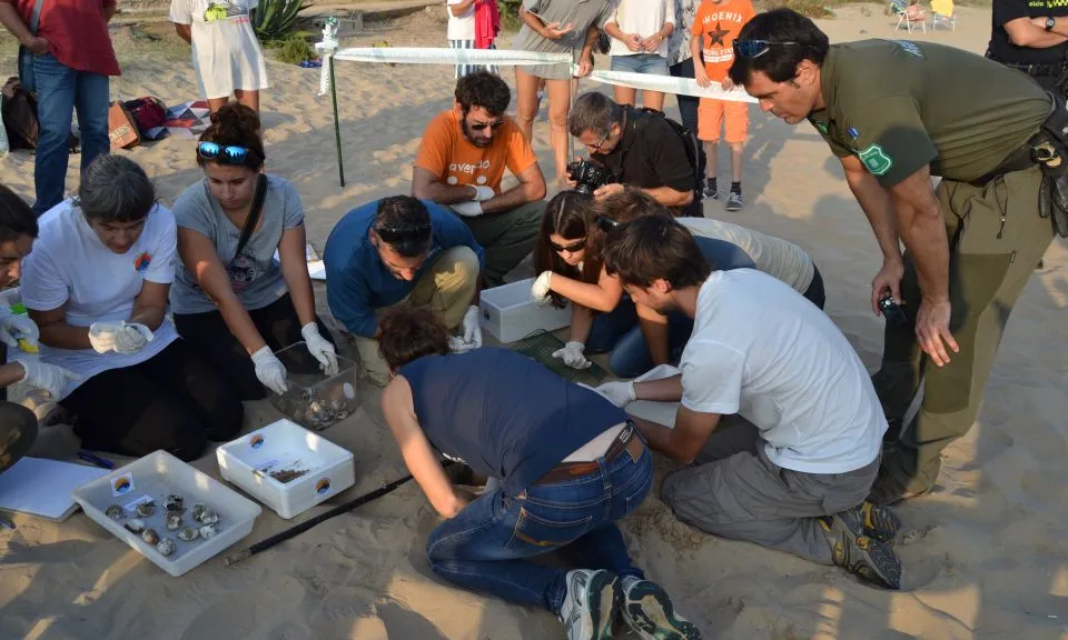 Tasques d'extracció dels ous del niu (Imatge:agricultura.cat)