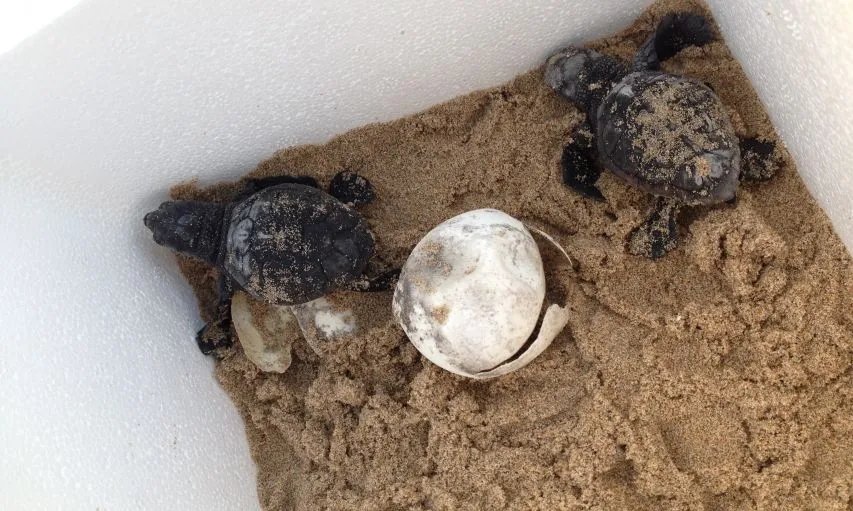 Ous i tortuguetes traslladades al PNDE (imatge:agricultura.cat)