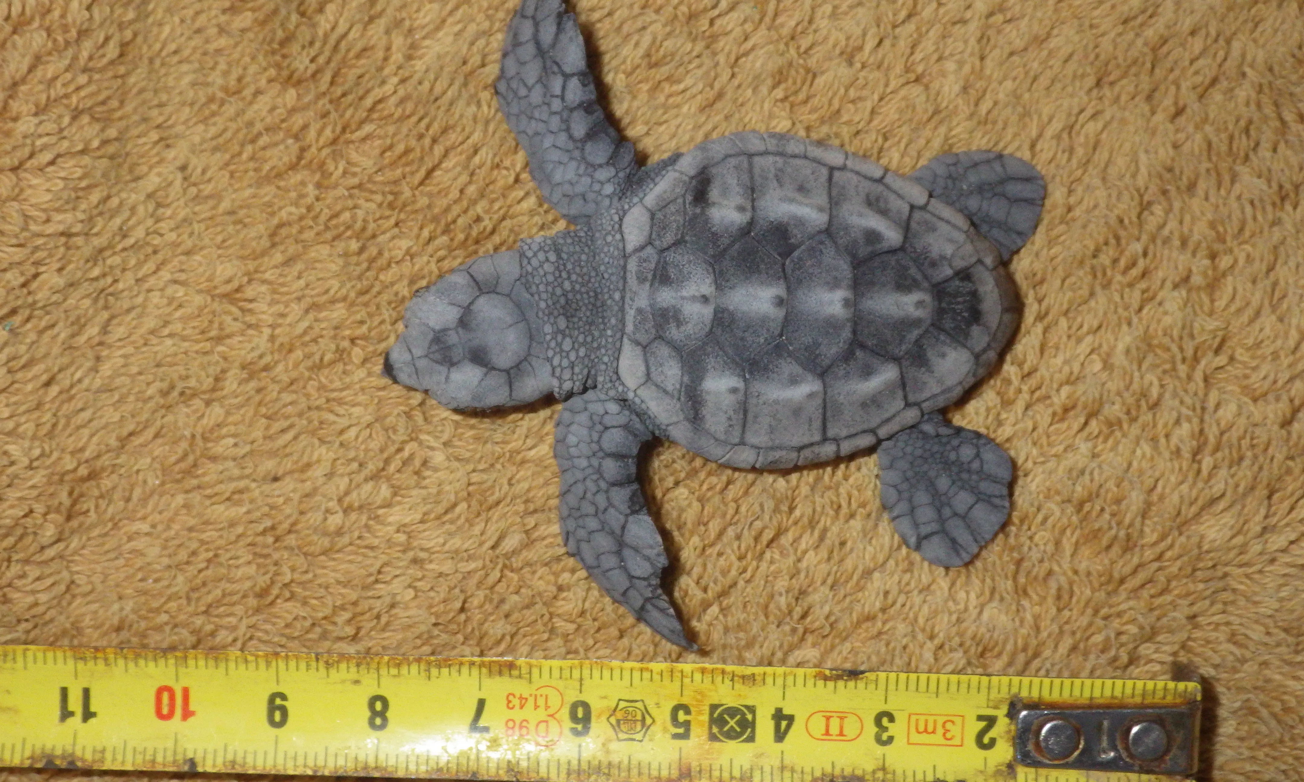Exemplar de Tortuga babaua nascuda a la platja Llarga (Imatge: agricultura.cat)