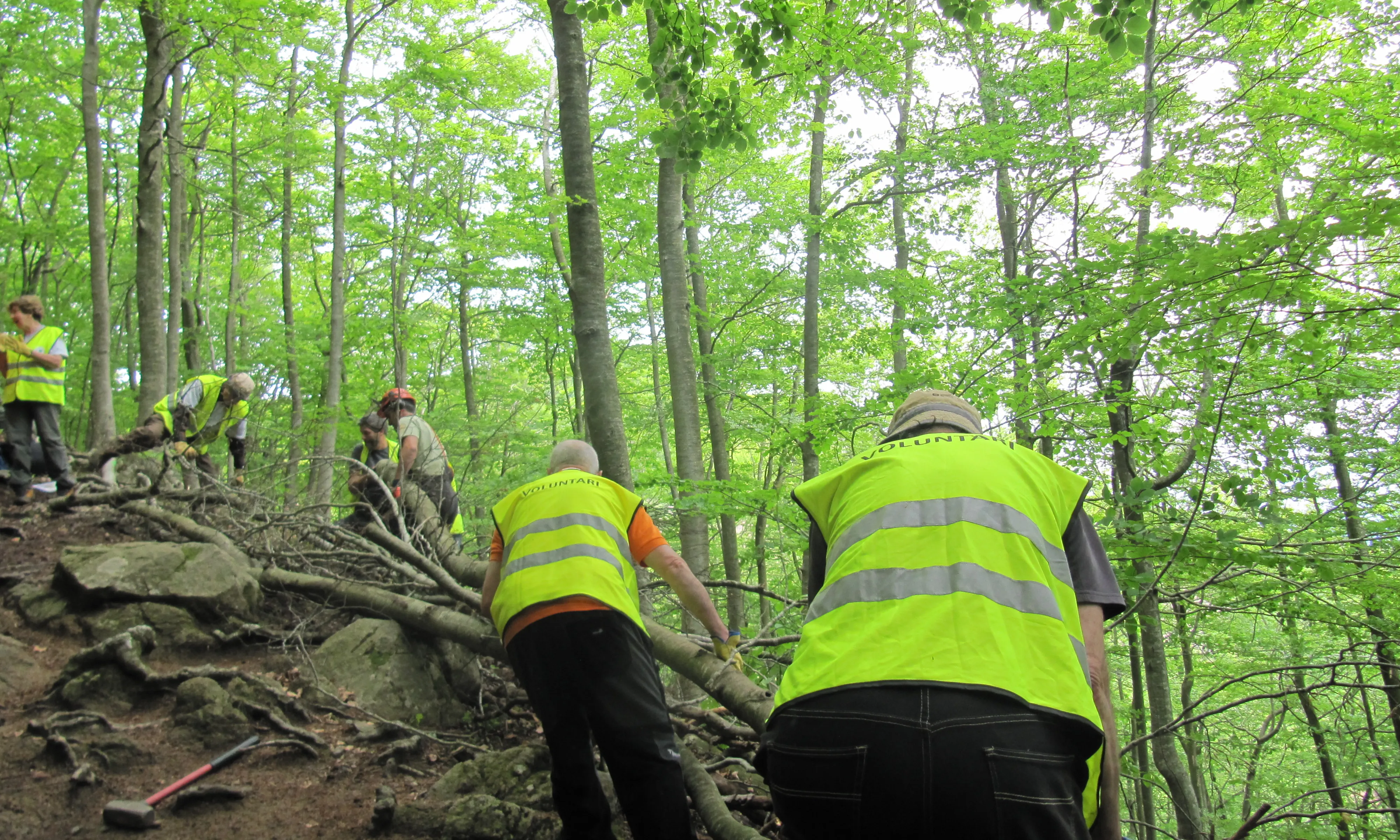 Actuació de gestió forestal (Cercle de Voluntaris)