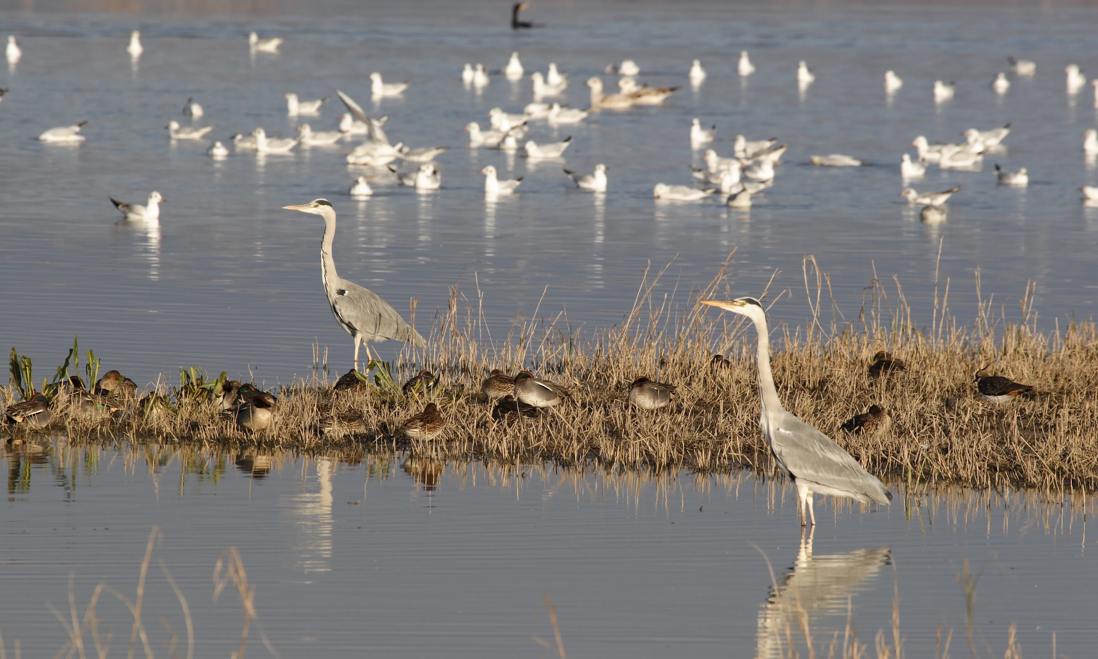Imatge del Parc Natural del Delta del Llobregat (imatge; depana.org)