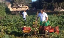 Espigoladors al camp salvant aliments frescos (imatge:espigoladors.cat)