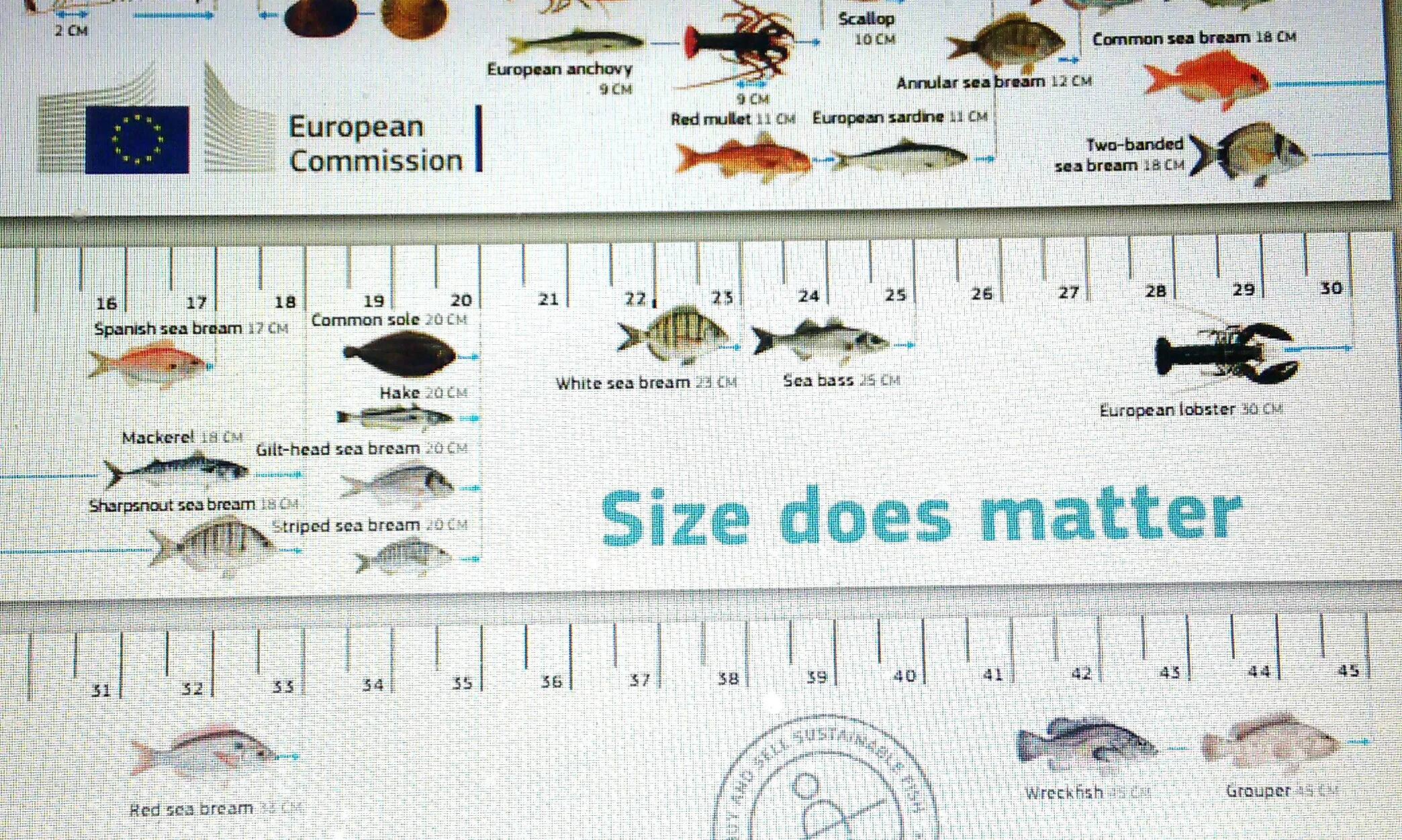 Cap peix per sota de la mida legal ( imatge: http://ec.europa.eu/fisheries/inseparable/sites/inseparable/files/ruler_en.pdf) 