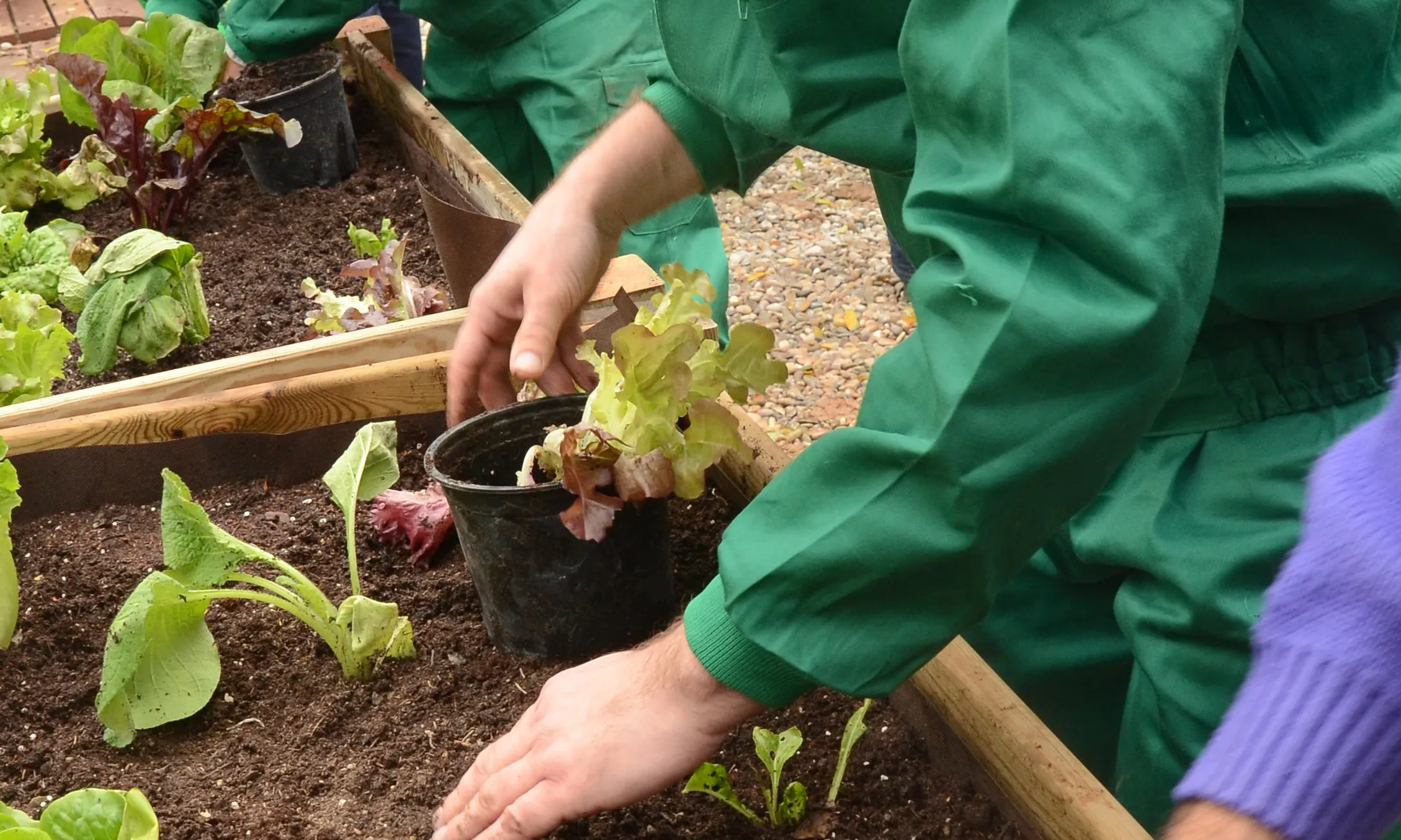 Taller AssísVerd, on les persones usuàries aprenen com crear i mantenir un hort ecològic