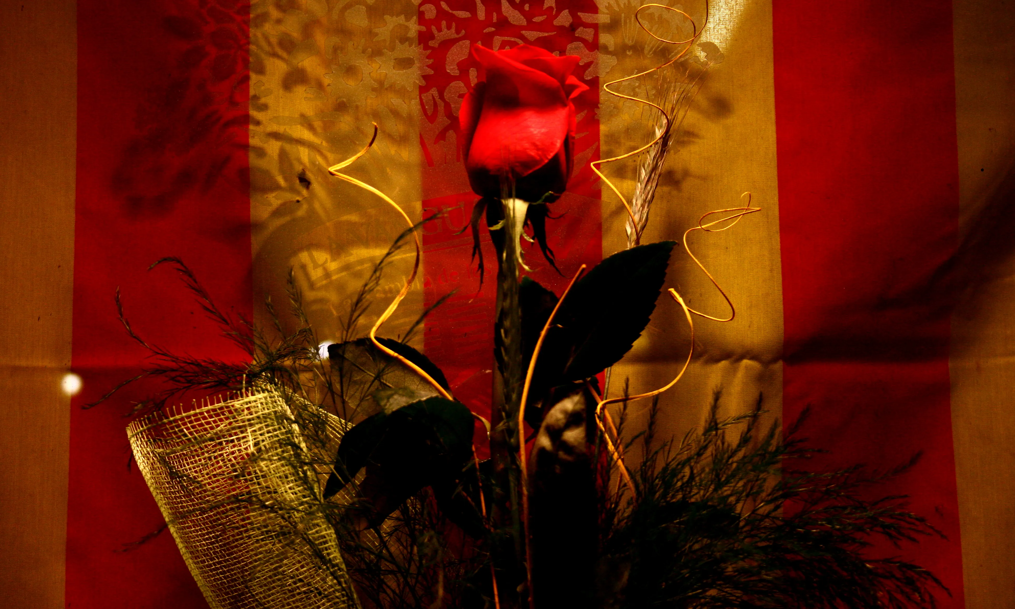 Rosa de Sant Jordi Font: flickr.com