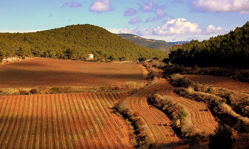 1r. premi Camp de Tarragona Vinyes de Mas Solà i Can Vinyals, el Montmell-Marmellar Autor: Angela Llop
