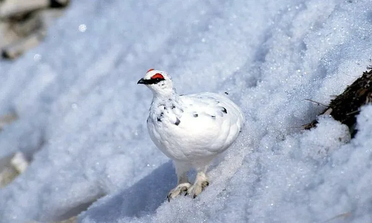 La perdiu blanca (Lagopus mutus pyrenaicus) és una espècie que habita en la zona (imatge:escaladuix.org)