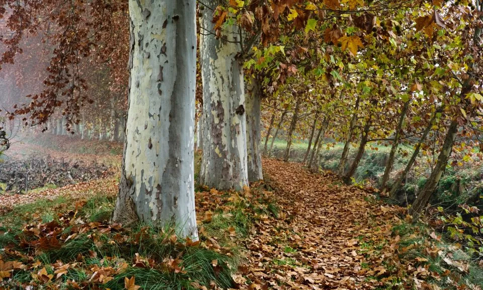 Els arbres que fixen els canals configuren un paisatge patrimoni de la ciutadania (imatge:labanquetadejuneda.cat)